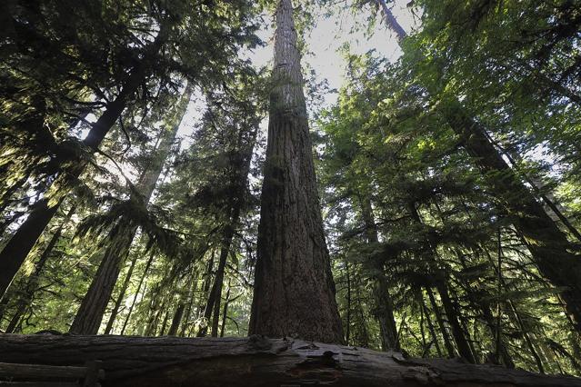 MacMillan Provincial Park